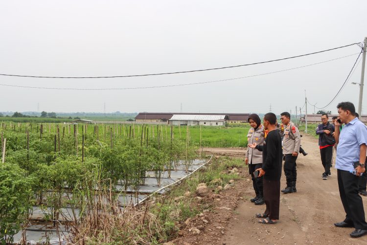 Kapolresta Cirebon Panen Cabai dan Pengecekan Lahan Program Ketahanan Pangan
