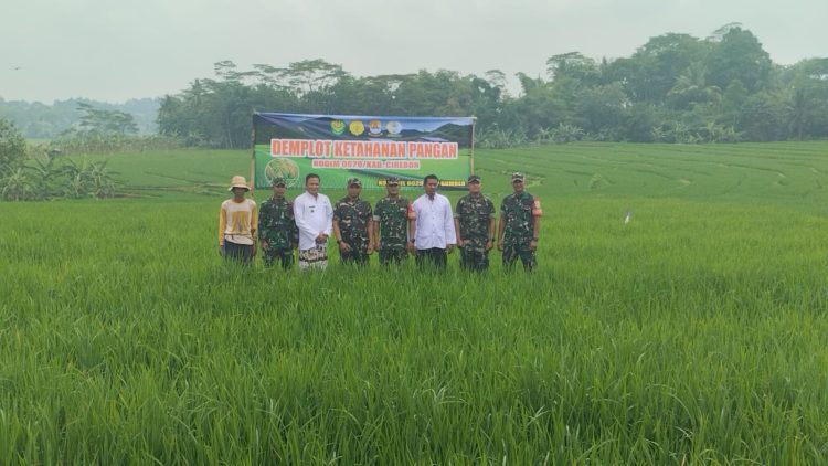 Babinsa Matangaji Laksanakan Pendampingan Pertanian