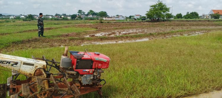 Pendampingan Poktan Kedung Mendeng Dalam Pengolahan Lahan Sawah untuk Persiapan Masa Tanam