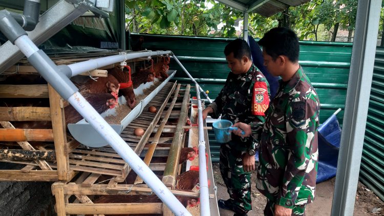 Upaya Meningkatkan Ketahanan Pangan dan Kesejahteraan dengan Budidaya Ayam Petelur