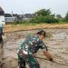 Turun ke Sawah Dampingi Poktan Buat Lahan Penyemaian Padi, Babinsa Sukseskan Ketahanan Pangan Nasional.