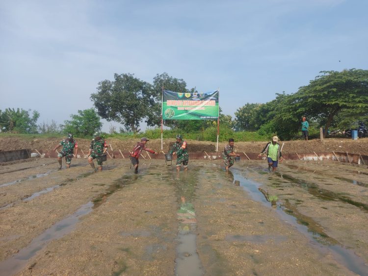 Penyemaian Bibit Padi oleh Serda Arifudin Babinsa Jagapura Wetan dalam Rangka Giat Demplot Kodam III / Siliwangi