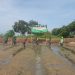 Penyemaian Bibit Padi oleh Serda Arifudin Babinsa Jagapura Wetan dalam Rangka Giat Demplot Kodam III / Siliwangi