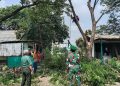 Cegah Pohon Tumbang dan Penyakit DBD, Kodim 0614 Laksanakan Penebangan Pohon dan Fogging di Asrama