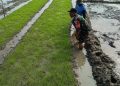Pemeliharaan Penyemaian Bibit Padi di Poktan Sipadu Sejahtera.