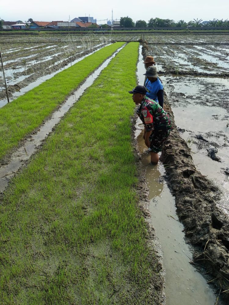 Pemeliharaan Penyemaian Bibit Padi di Poktan Sipadu Sejahtera.