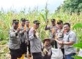 Polresta Cirebon Gelar Panen Raya Jagung Ketahanan Pangan Dalam Rangka Mendukung Program Asta Cita