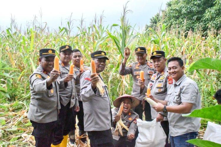Polresta Cirebon Gelar Panen Raya Jagung Ketahanan Pangan Dalam Rangka Mendukung Program Asta Cita