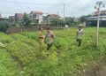 Polsek Kedawung Polres Ciko dorong Ketahanan pangan berkelanjutan.      
