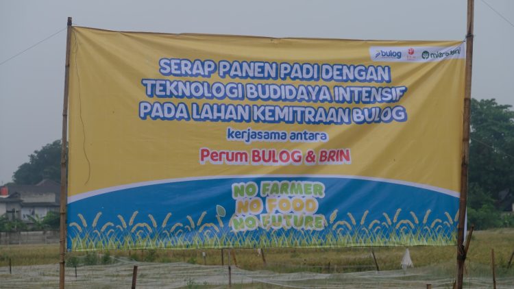 BULOG Gelar Serap dan Panen Padi dengan Teknologi Budidaya Intensif bersama BRIN