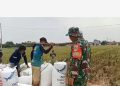 Babinsa Laksanakan Pendampingan Sergab Bulog kepada Poktan Sipanggang Jaya.