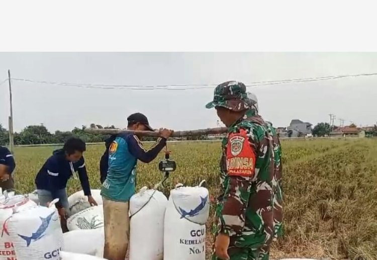 Babinsa Laksanakan Pendampingan Sergab Bulog kepada Poktan Sipanggang Jaya.