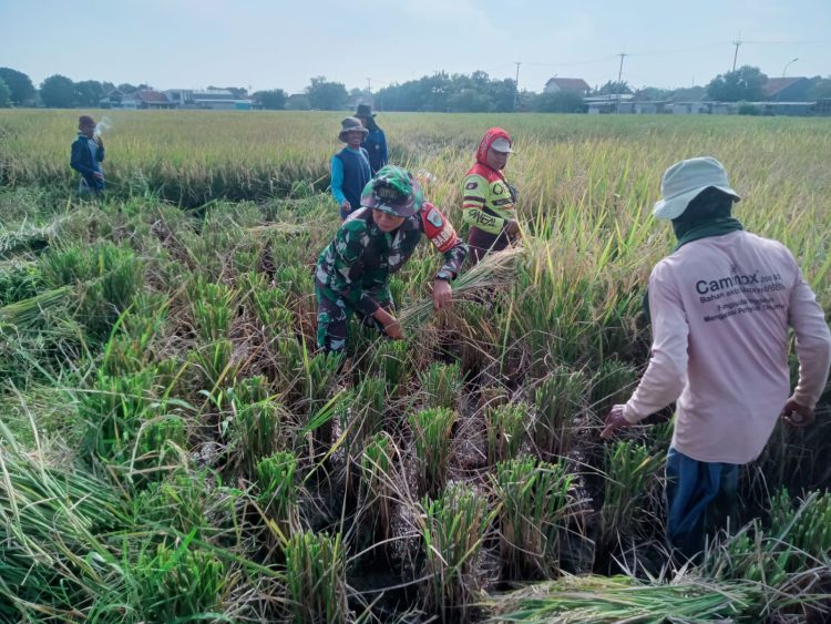 Babinsa Dukung Program Swasembada Pangan dan Ketahanan Pangan Nasional.