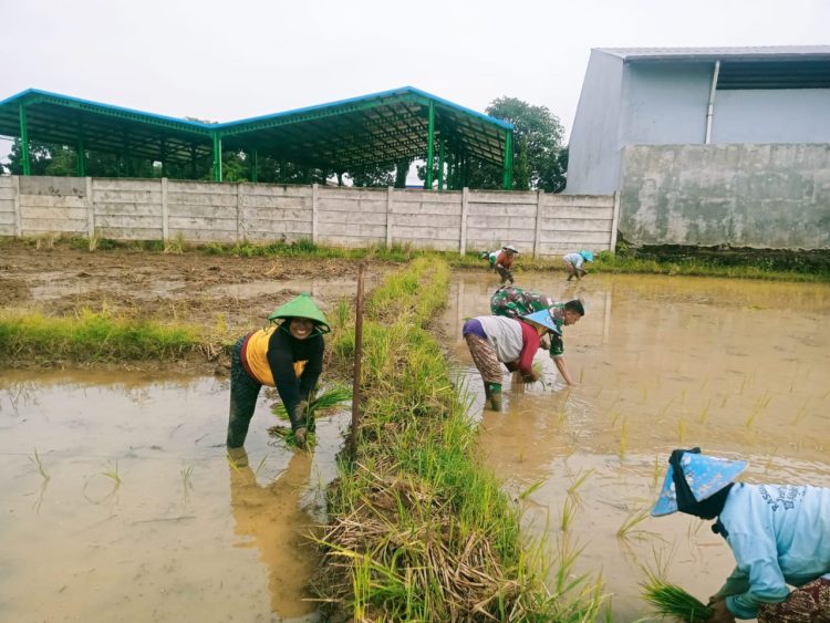 Dedikasi dan Dukungan Babinsa Dalam Program Ketahanan Pangan