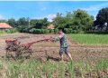 Babinsa Kesenden Turun ke Sawah, Dukung Ketahanan Pangan Nasional