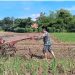 Babinsa Kesenden Turun ke Sawah, Dukung Ketahanan Pangan Nasional