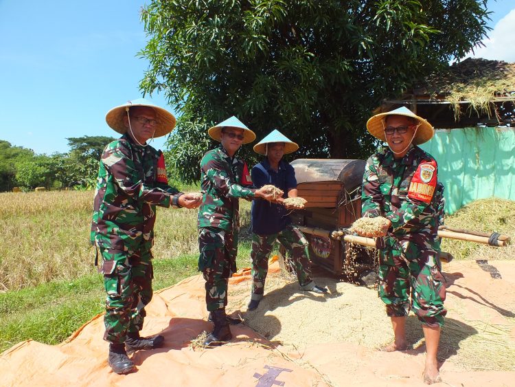 Wujudkan Ketahanan Pangan, Dandim 0614/Kota Cirebon Pimpin Panen Perdana di Lahan Poktan Sidemung.