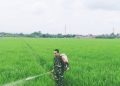 Babinsa Pegambiran Dampingi Poktan Sirandu Jaya Lakukan Penyemprotan Tanaman Padi