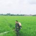 Babinsa Pegambiran Dampingi Poktan Sirandu Jaya Lakukan Penyemprotan Tanaman Padi