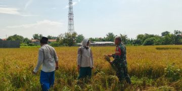 Babinsa Kelurahan Pekalangan Dampingi Panen Poktan Kedung Mendeng Dukung Swasembada Pangan