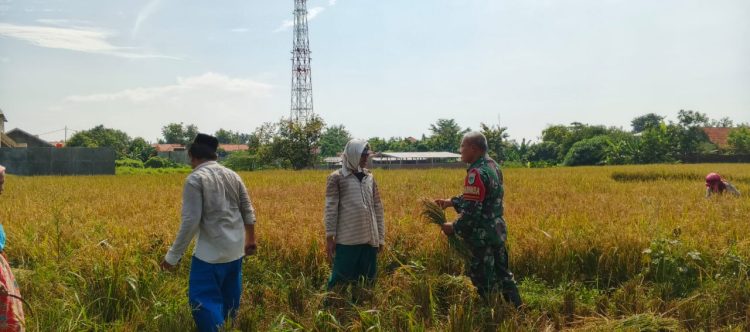 Babinsa Kelurahan Pekalangan Dampingi Panen Poktan Kedung Mendeng Dukung Swasembada Pangan