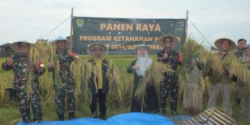 Dandim 0614/Kota Cirebon Laksanakan Panen Padi Bersama Kadis Pertanian dan Sergab Bulog di Argasunya.