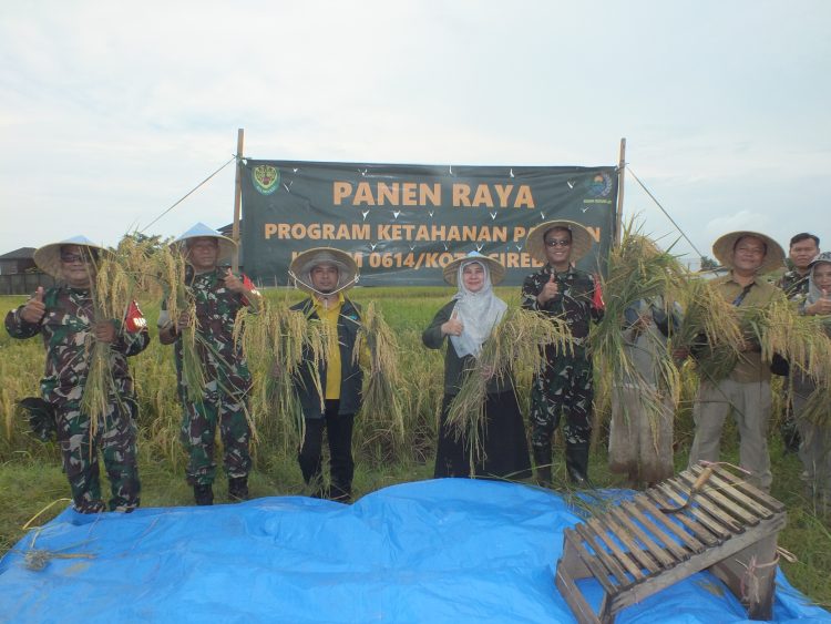 Dandim 0614/Kota Cirebon Laksanakan Panen Padi Bersama Kadis Pertanian dan Sergab Bulog di Argasunya.