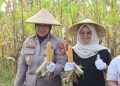 Polresta Cirebon Laksanakan Panen Jagung Ketahanan Pangan