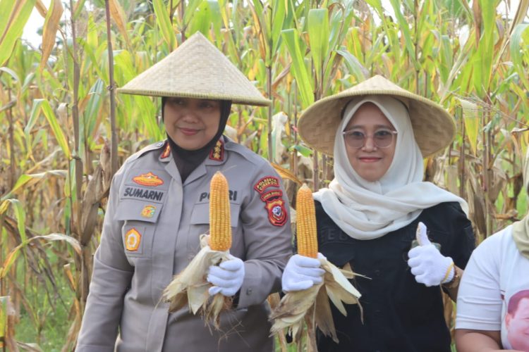 Polresta Cirebon Laksanakan Panen Jagung Ketahanan Pangan
