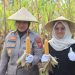 Polresta Cirebon Laksanakan Panen Jagung Ketahanan Pangan