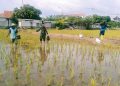 Babinsa Pekalipan Dampingi Poktan Makmur Jaya, Kegiatan Pemupukan Padi