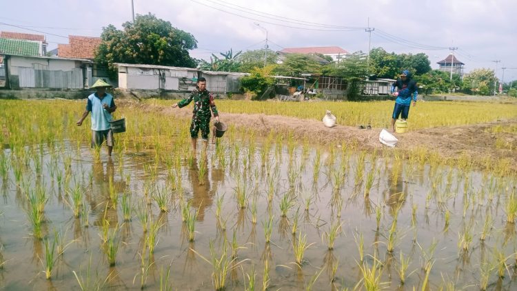 Babinsa Pekalipan Dampingi Poktan Makmur Jaya, Kegiatan Pemupukan Padi