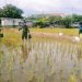 Babinsa Pekalipan Dampingi Poktan Makmur Jaya, Kegiatan Pemupukan Padi