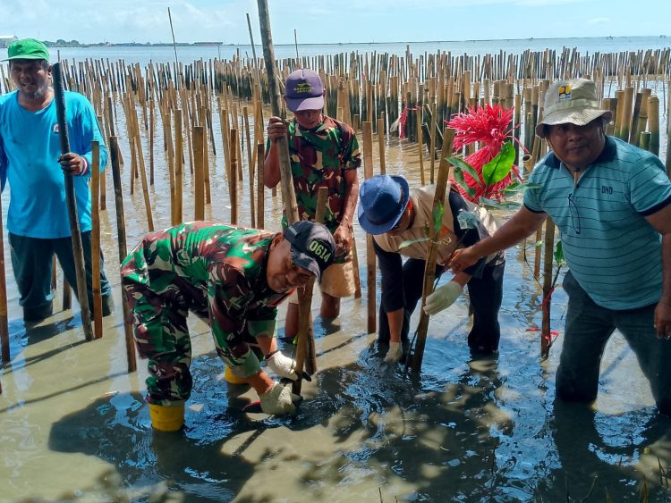 Babinsa Kesepuhan Ikuti Kegiatan Penanaman Mangrove dan Clean Up di Pesisir Pantai.