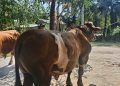 Sapi Milik Bhabinkamtibmas Terpilih Jadi Hewan Kurban Presiden Prabowo di Indragiri Hulu