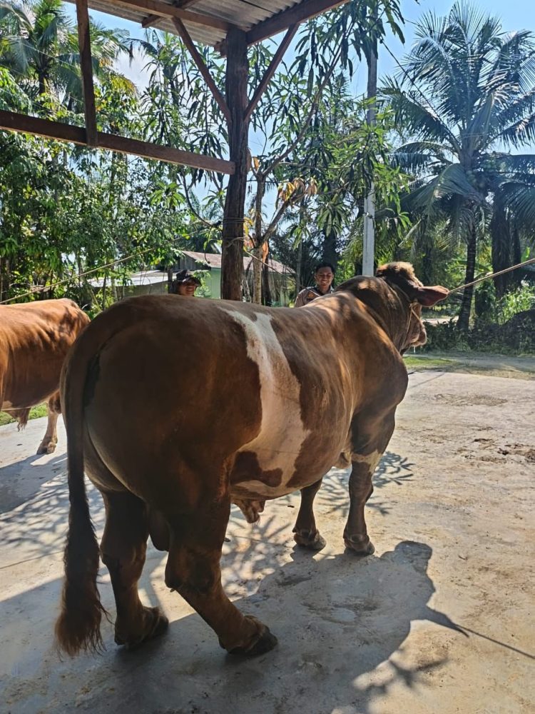 Sapi Milik Bhabinkamtibmas Terpilih Jadi Hewan Kurban Presiden Prabowo di Indragiri Hulu