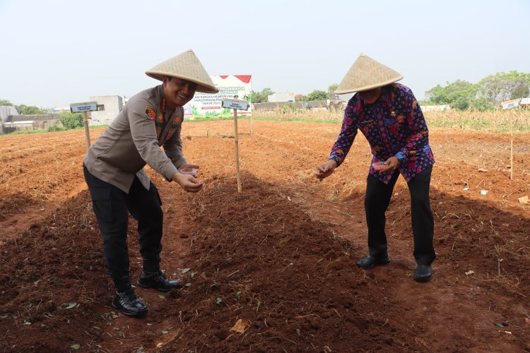 Polresta Tangerang Bersama Forkopimda Tanam Jagung Hibrida di Kampung Batu Nunggul untuk Dukung Swasembada Pangan Nasional
