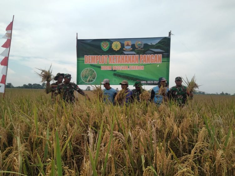 Koramil 0620-20/Gegesik Dampingi Panen Padi Demplot Kodim 0620/Kabupaten Cirebon