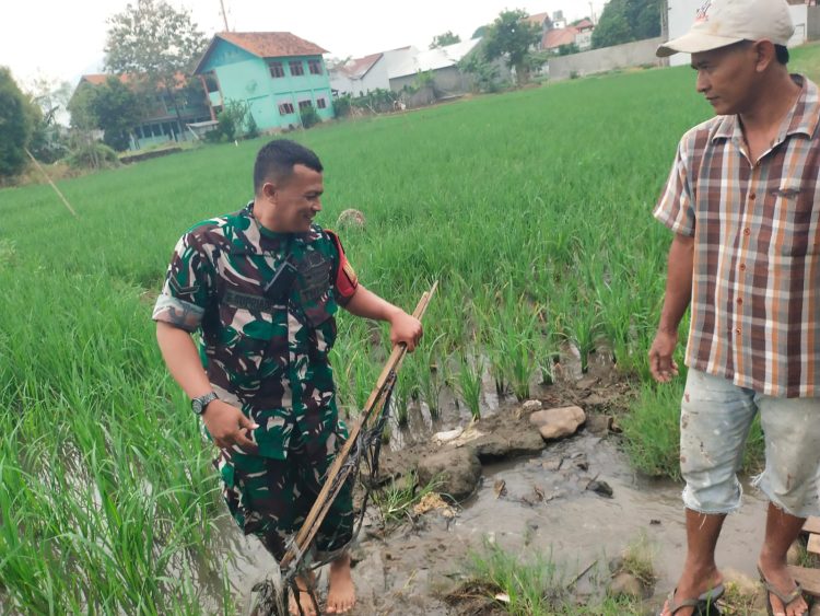 Sukseskan Ketahanan Pangan : Babinsa Dampingi Kegiatan Poktan Pengairan Sawah 