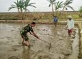 Babinsa Kelurahan Pegambiran Dampingi Poktan Sirandu Jaya dalam Pengolahan Lahan untuk Penyemaian Bibit Padi