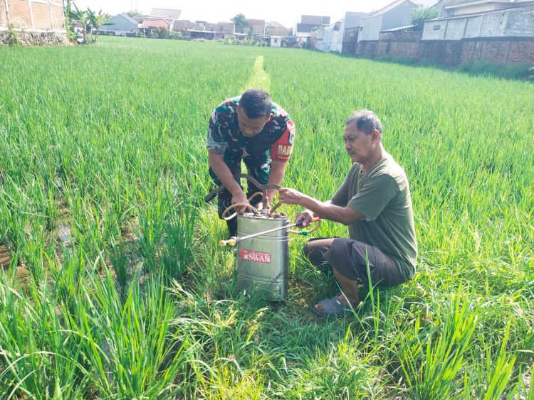 Sukseskan Hanpangan Nasional, Babinsa Dampingi Poktan Jaya Mulya Penyemprotan Padi.