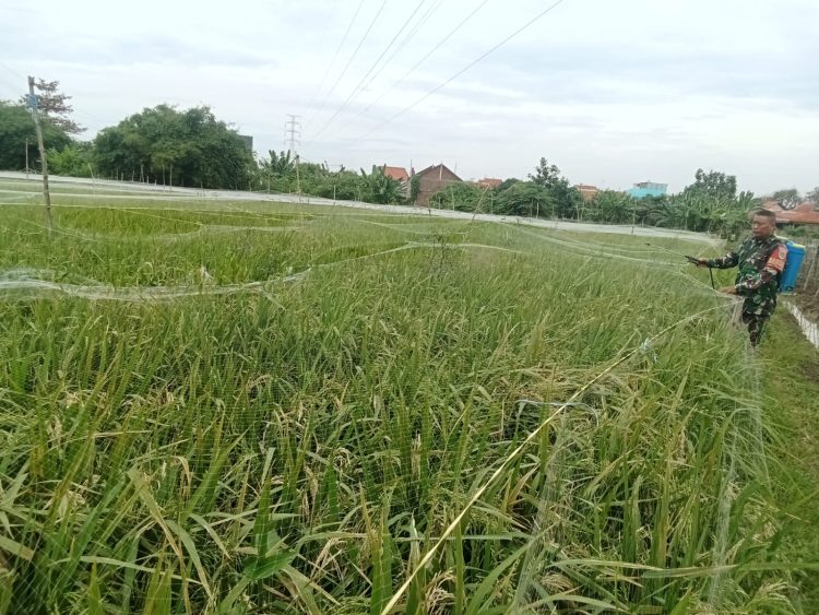 Perkuat Hanpangan Nasional, Babinsa Dampingi Poktan Semprot Hama Padi.