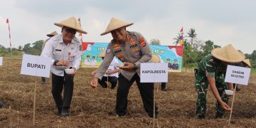 Penanaman Jagung Serentak Bersama Kapolri, Kapolresta Tangerang Siap Dukung Ketahanan Pangan di Setiap Tahapan