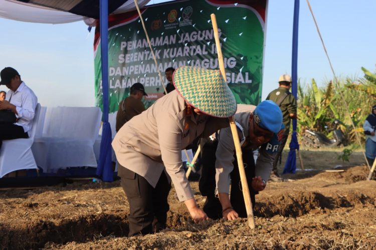 Dukung Program Ketahanan Pangan Nasional, Polresta Cirebon Gelar Penanaman Jagung Serentak