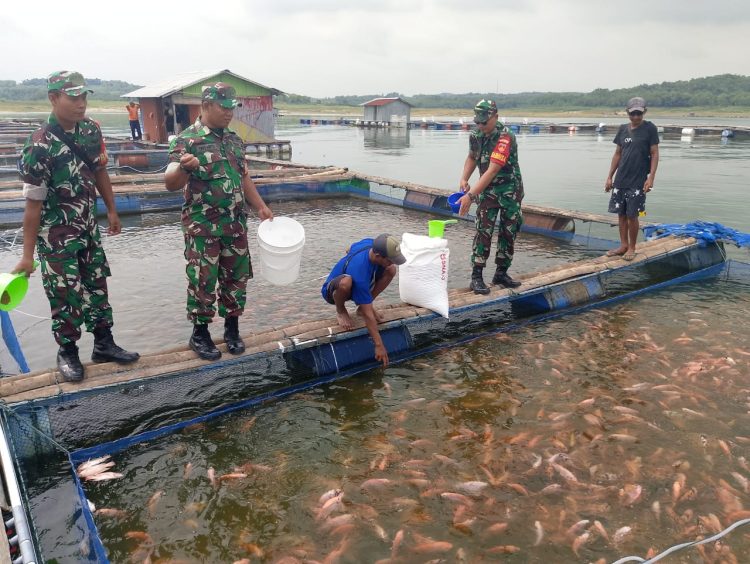 Babinsa Sambangi Peternak Nila, Jalin Sinergi dan Dukung Peningkatan Produksi