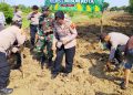 Koramil dan Polsek Bersinergi Tanam Jagung Serentak Kuartal 3 di Bantaran Sungai Cikalong