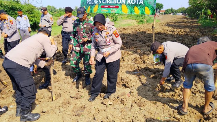 Koramil dan Polsek Bersinergi Tanam Jagung Serentak Kuartal 3 di Bantaran Sungai Cikalong