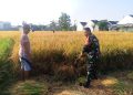 Sukseskan Hasil Panen, Babinsa Turun ke Sawah Bersama Poktan Sekar Maju