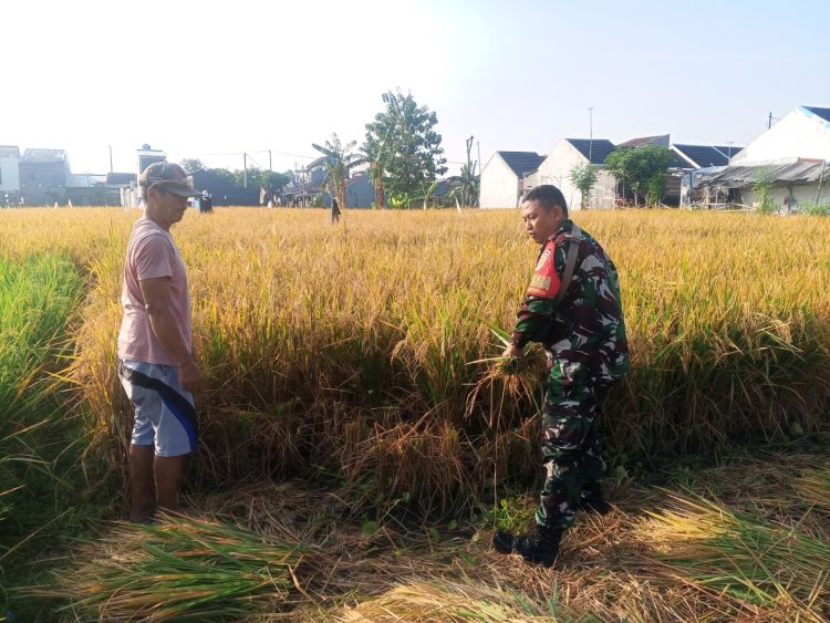 Sukseskan Hasil Panen, Babinsa Turun ke Sawah Bersama Poktan Sekar Maju