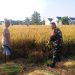 Sukseskan Hasil Panen, Babinsa Turun ke Sawah Bersama Poktan Sekar Maju